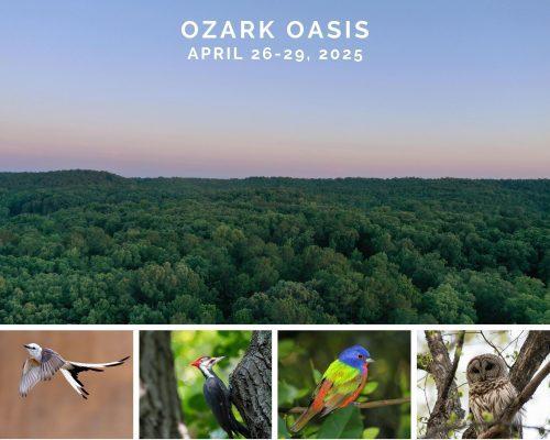 Ozarks Oasis Birding Adventure