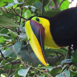 Tropical Birds