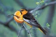 Bullock Oriole c