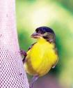 Lesser Goldfinch PJ