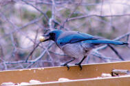 Woodhouse's Scrub Jay
